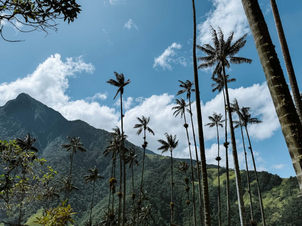 salento cocora valley